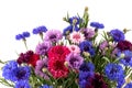 ÃÂ¡ornflowers in blue, purple, pink, burgundy, and white blooms. Summer  flower background Royalty Free Stock Photo